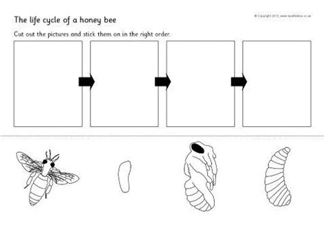 Bee Life Cycle Worksheets | Bee life cycle, Honey bee life cycle, Life cycles