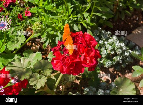 USA Arizona Phoenix Desert Botanical Gardens Papago Park butterfly ...