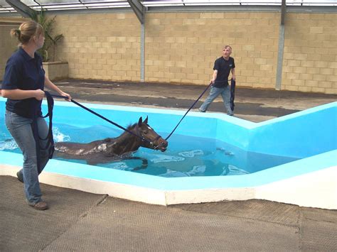 How Do Horses Swim? Equine Swimming Explained | Horse Care Advisor