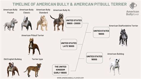 American Bully vs. Pitbull: Breed Comparison - American Bully Lover