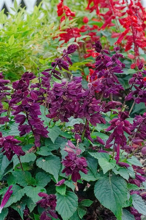 Saucy™ Wine Salvia - Southern Living Plants