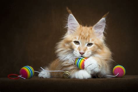 Found on Bing from thewallpaper.co | Cat wallpaper, Cats, Cats and kittens