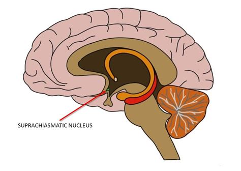 Suprachiasmatic nucleus - definition — Neuroscientifically Challenged