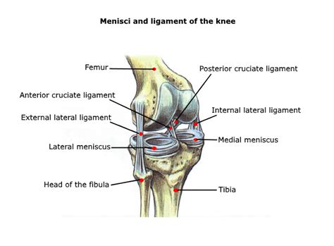 Knee Instability • Stephane Andre