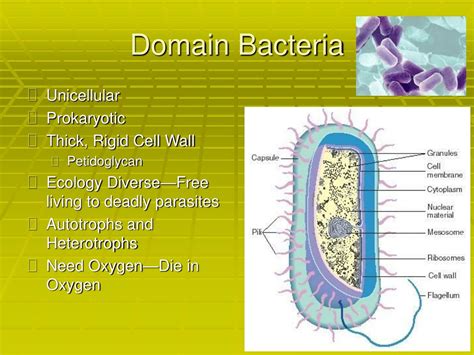 PPT - Warm-Up #2 5/3/13 PowerPoint Presentation, free download - ID:1219865