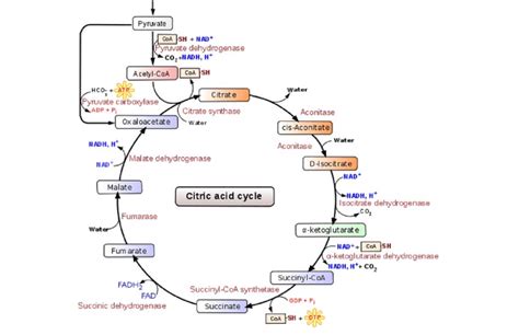 Overview of the Krebs cycle (taken from wikipedia:... | Download ...