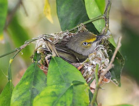 White Eyed Vireo on Nest | Flickr - Photo Sharing!