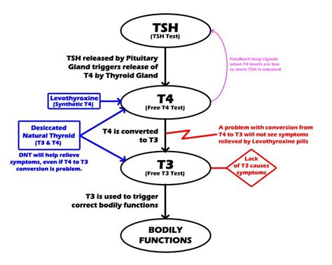 Have you got thyroid problem symptoms? Check this | Symptoms of thyroid ...