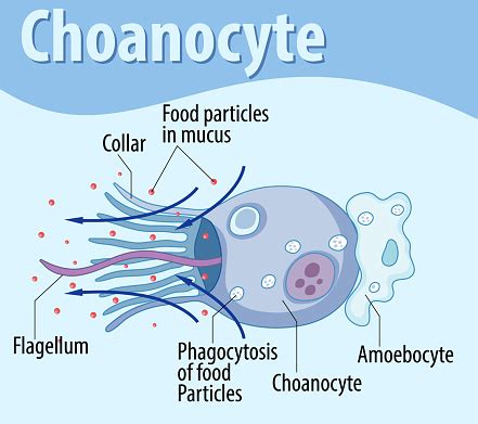 Diagram Showing Sponge Choanocyte Structure Stock Illustration ...