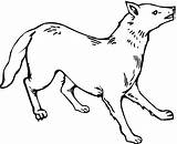 Free Printable Coyote Coloring Pages For Kids sketch template