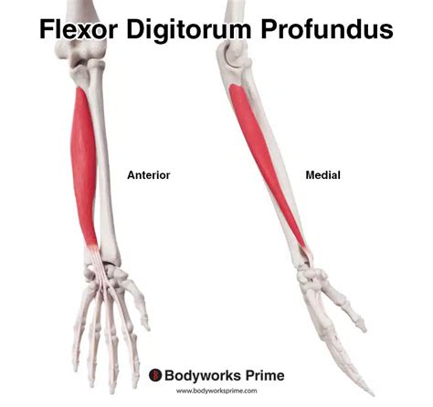 Flexor Digitorum Profundus Muscle Anatomy - Bodyworks Prime