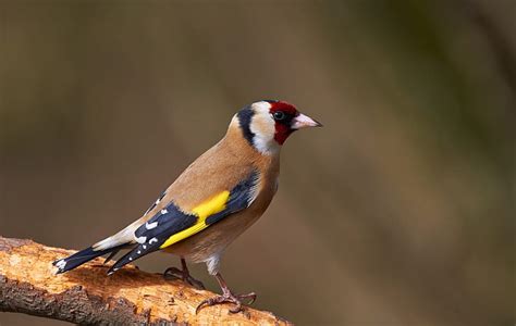 HD wallpaper: Birds, Passerine, Wildlife | Wallpaper Flare