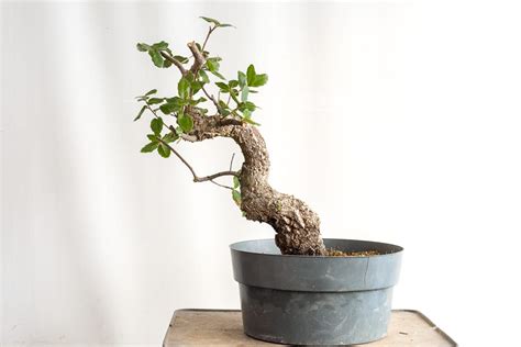 Initial work on a cork oak bonsai - Bonsai Tonight