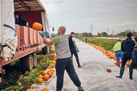 IPP and Barfoots of Botley move over one-million pumpkins in just four weeks - Trucking