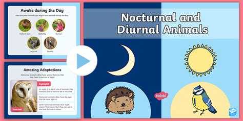 Diurnal Animals | Diurnality | Diurnal and Nocturnal Definition