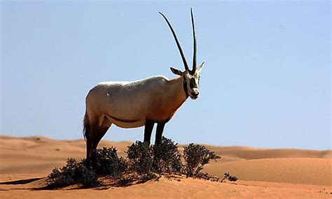 Life In The Arabian Desert: What Animals Live Here? - WorldAtlas.com