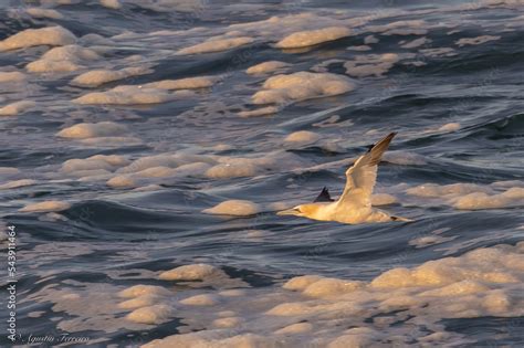 Gannet, in its migration through the Cantabrian Sea! Stock Photo ...