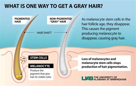 Stress Will Give You Grey Hairs - But the Process is Naturally ...