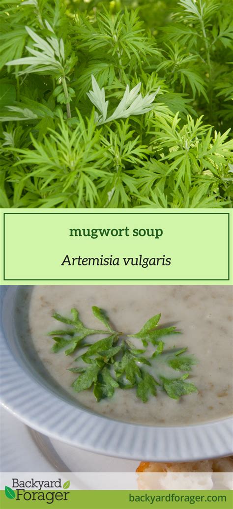 Mugwort Soup Recipe (Artemisia vulgaris) - Backyard Forager