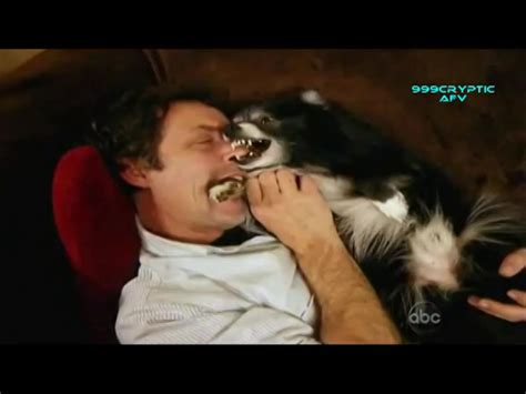 FUNNY AFV DOGS - America's Funniest Home Videos part 626 ...