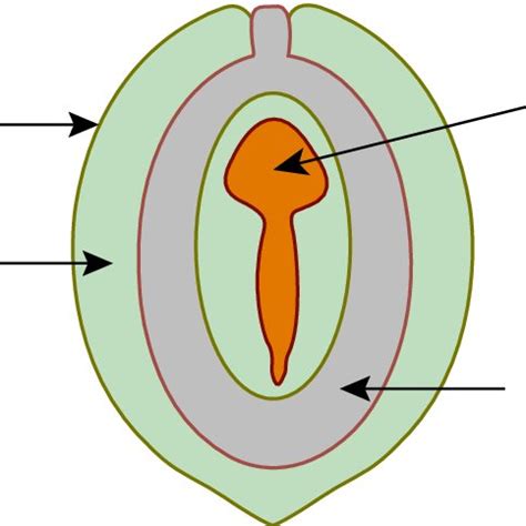 Typical Chemical Composition of Olive Seed Oil | Download Scientific Diagram