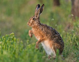 European Hare (Lepus europaeus)