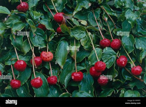 Cornus kousa (Japanese Dogwood, Kousa Dogwood) red berry fruit hanging ...