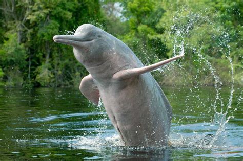 PINK DOLPHIN: Pink River Dolphin