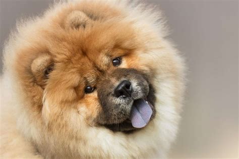 Medium Fluffy Dog Breeds