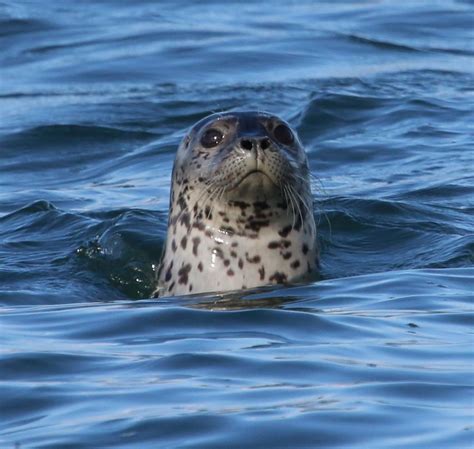 Alumna Studies Communication Behavior of Harbor Seals in Alaska — Syracuse University News