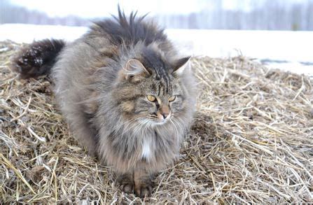 Siberian cat size - Siberian Cat World