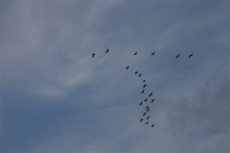 Free Images : wing, cloud, group, sky, flock, flying, formation, wildlife, wild, flight, fowl ...