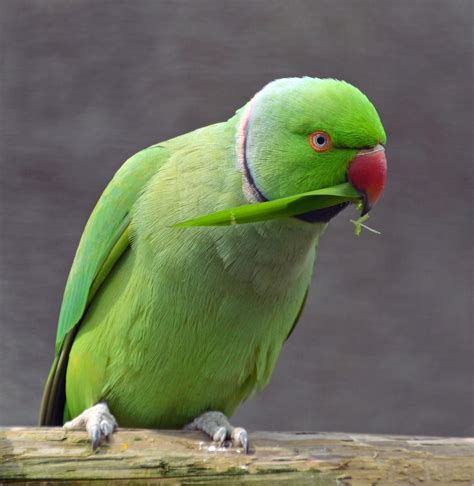 Ringneck Parakeet Care Sheet | Birds Coo