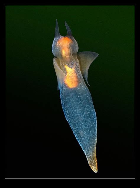 Clione limacina Sea Slug, Slugs, Moth, Insects, Animals, Animales, Animaux, Animal, Animais