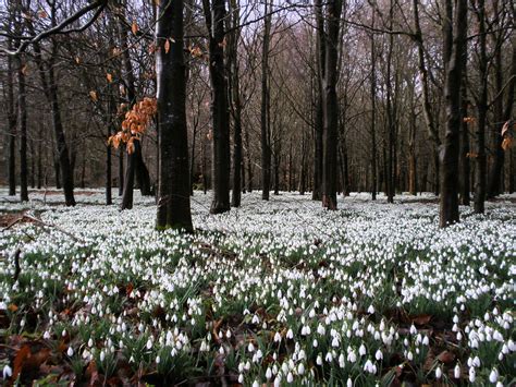 The Snowdrop Woods. Welford Park. Newbury. Berkshire | Flickr