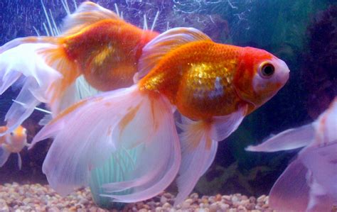 goldfish | Pez mascota, Peces de acuario, Tipos de peces