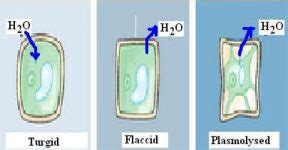 Plasmolysis in Plants - QS Study