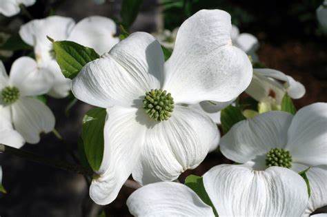 Buy Cherokee Princess Dogwood Trees | Stadler Nurseries