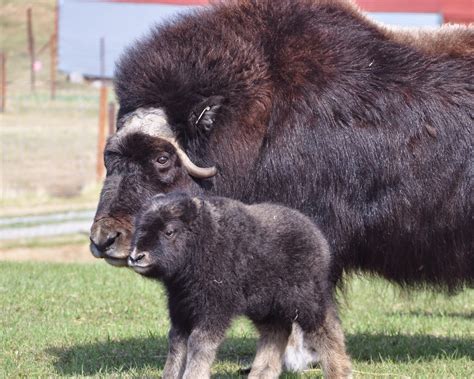 Heart Alaska: Musk Ox Farm