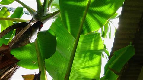 shady banana tree leaves 22973771 Stock Video at Vecteezy