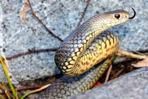 Eastern Brown snakes of QLD | Whitsunday Times