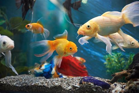 Vastu Placement of Fish Aquarium - Significance, Benefits, Directions ...