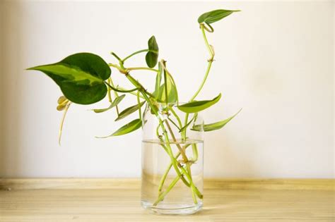 How To Propagate Philodendron? - AGreenHand