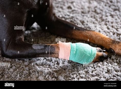 Canine dewclaw hi-res stock photography and images - Alamy