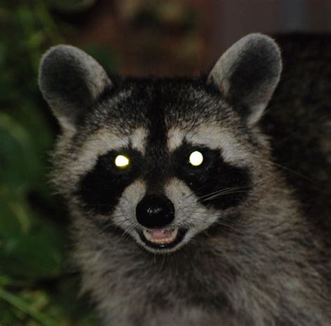 No, this Raccoon is not possessed by some evil woodland spirit! The light from the forward ...