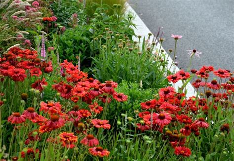 Growing Echinacea Purpurea ‘Purple Coneflower’ – Get Your Care And ...