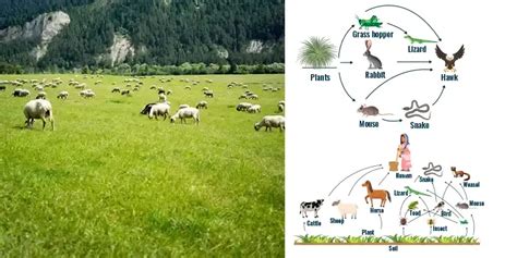 Understanding Grassland Ecosystem - Components, Functions, and Types - GeeksforGeeks