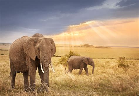 Visiter La réserve de Masaï Mara , Kenya - A faire, à voir à La réserve ...