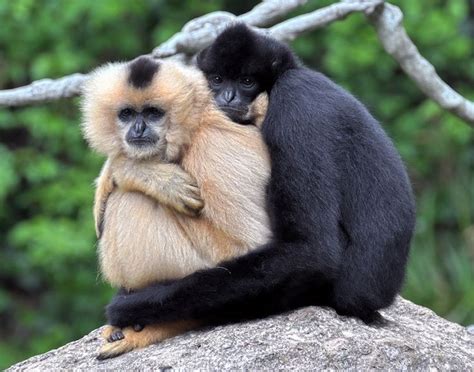 Skywalker hoolock gibbon, - Hľadať Googlom | Gibbon, Animals, Rare animals