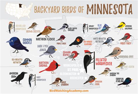 Backyard Birds of Minnesota - Bird Watching Academy